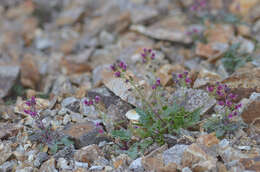 Image of Scrophularia ruprechtii Boiss.