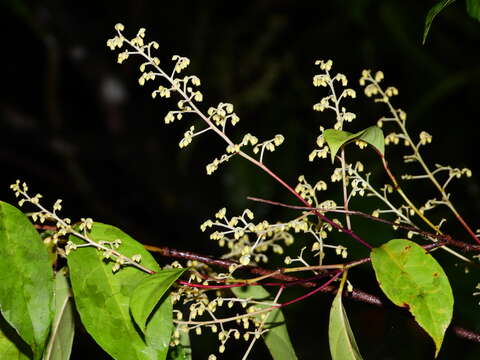 Image of Rinorea paniculata (C. Martius) Kuntze