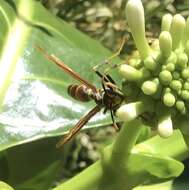 Image of Polistes bequaertellus Snelling 1983