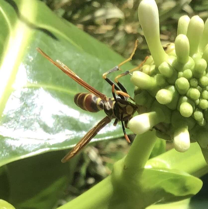 Image of Polistes bequaertellus Snelling 1983