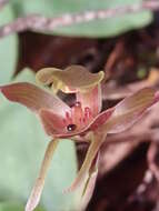 Image of Three-horned bird orchid