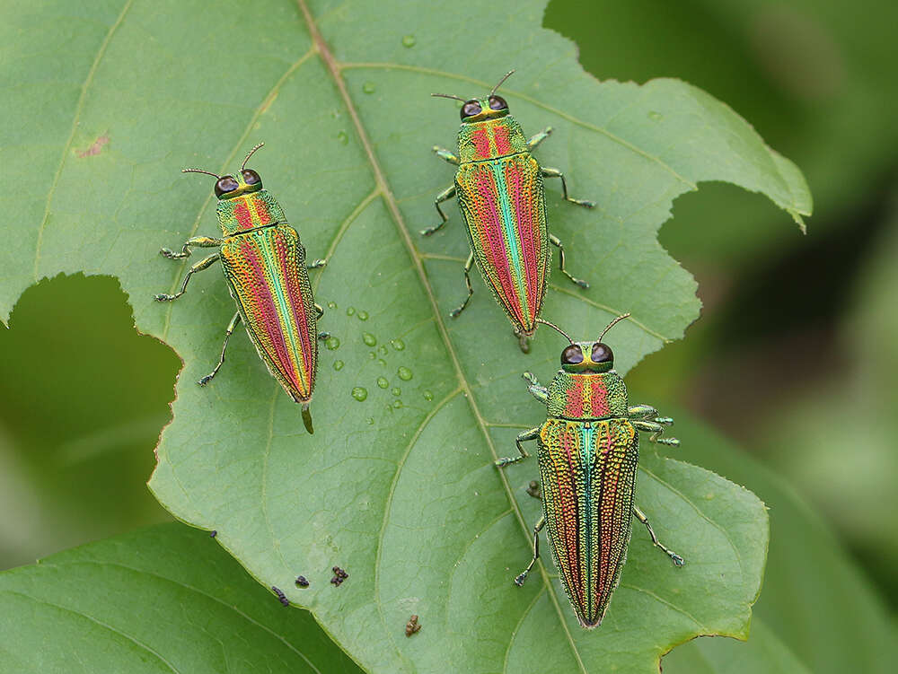 صورة Evides elegans (Fabricius 1781)