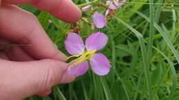 Imagem de Rhexia mariana var. interior (Pennell) Kral & Bostick