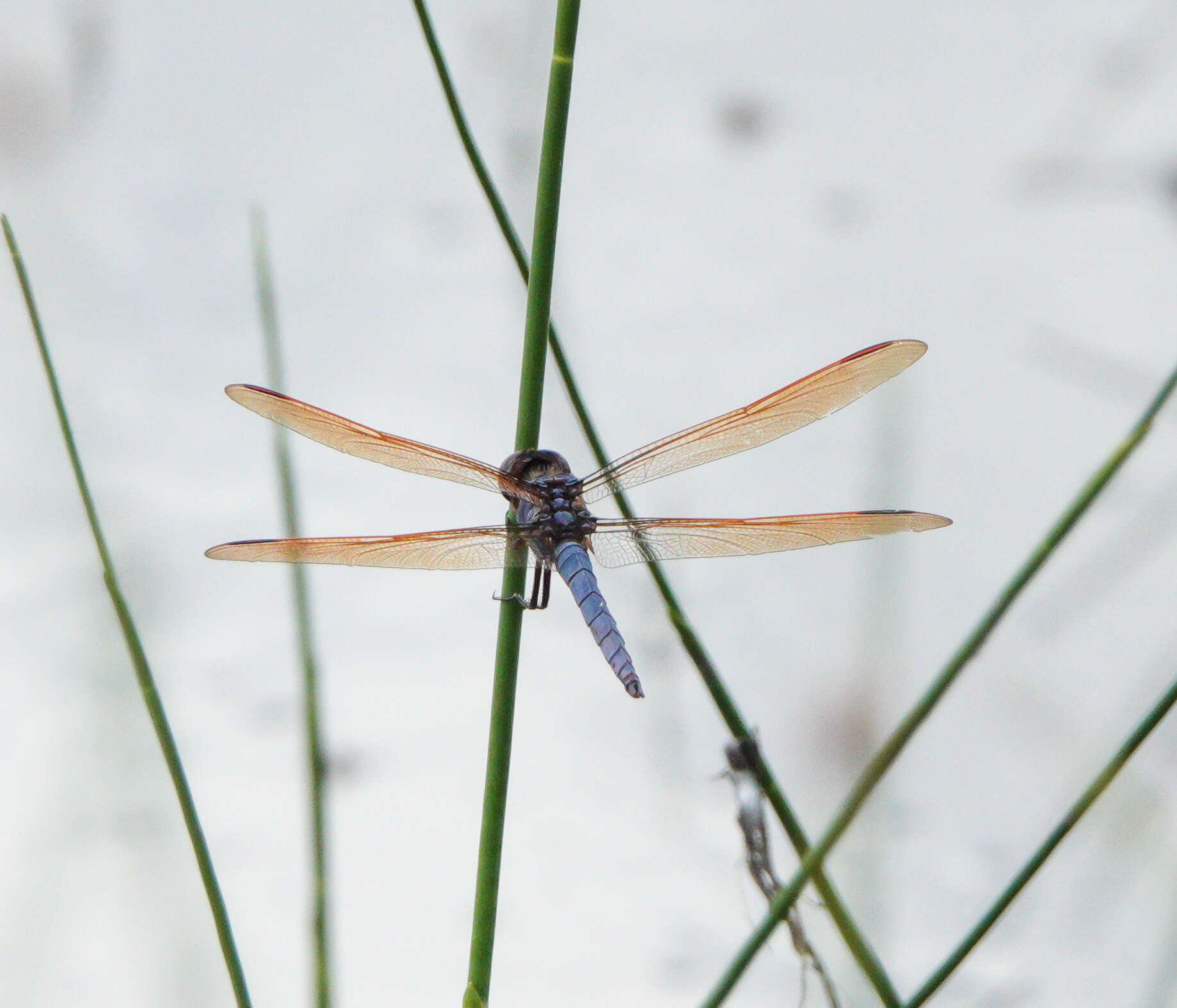 Image de Libellula jesseana Williamson 1922