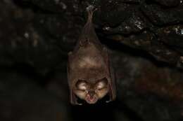 Image of Lesser Horseshoe Bat