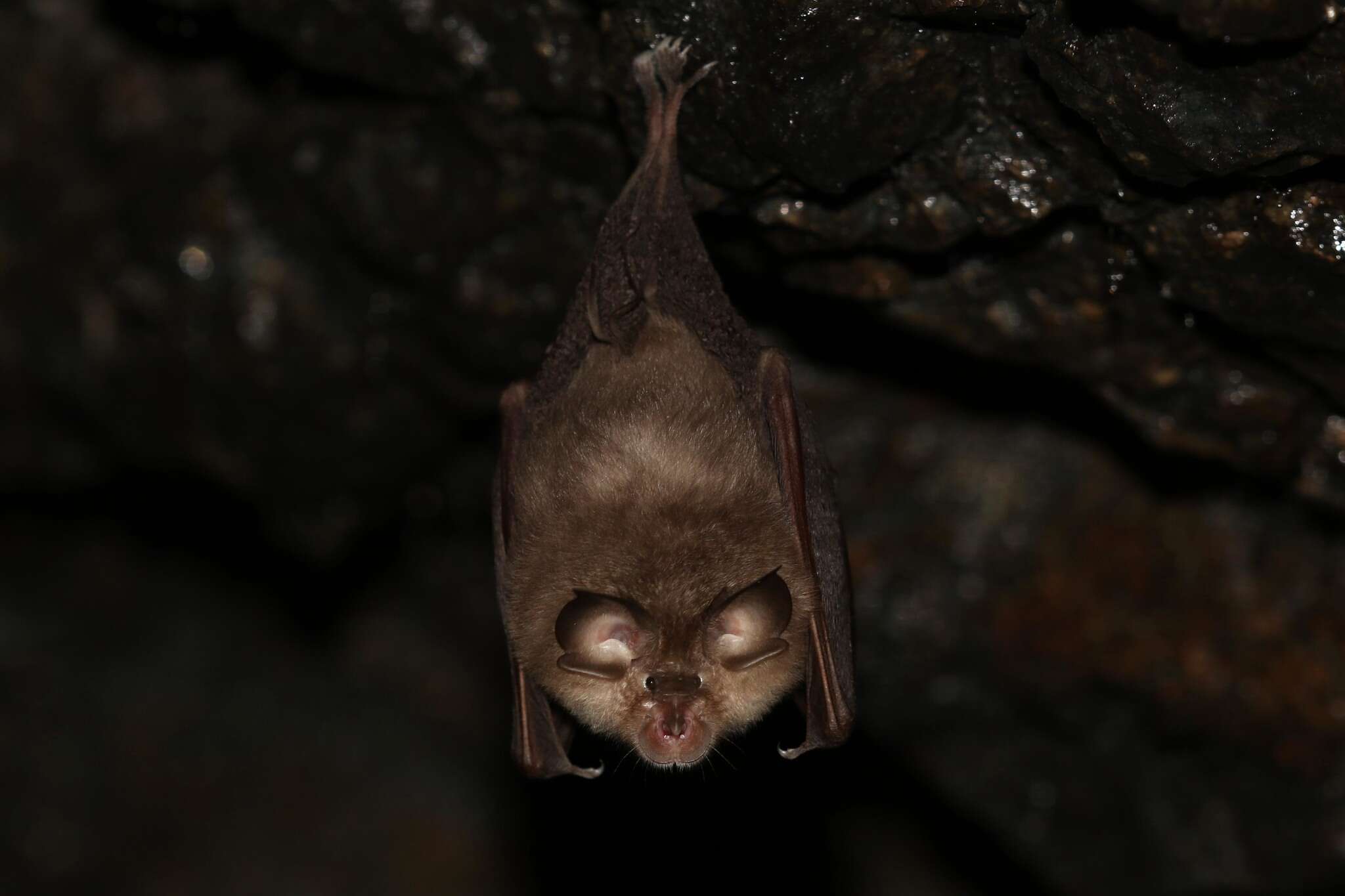 Image of Lesser Horseshoe Bat