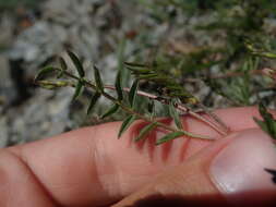 Imagem de Astragalus bourgovii A. Gray