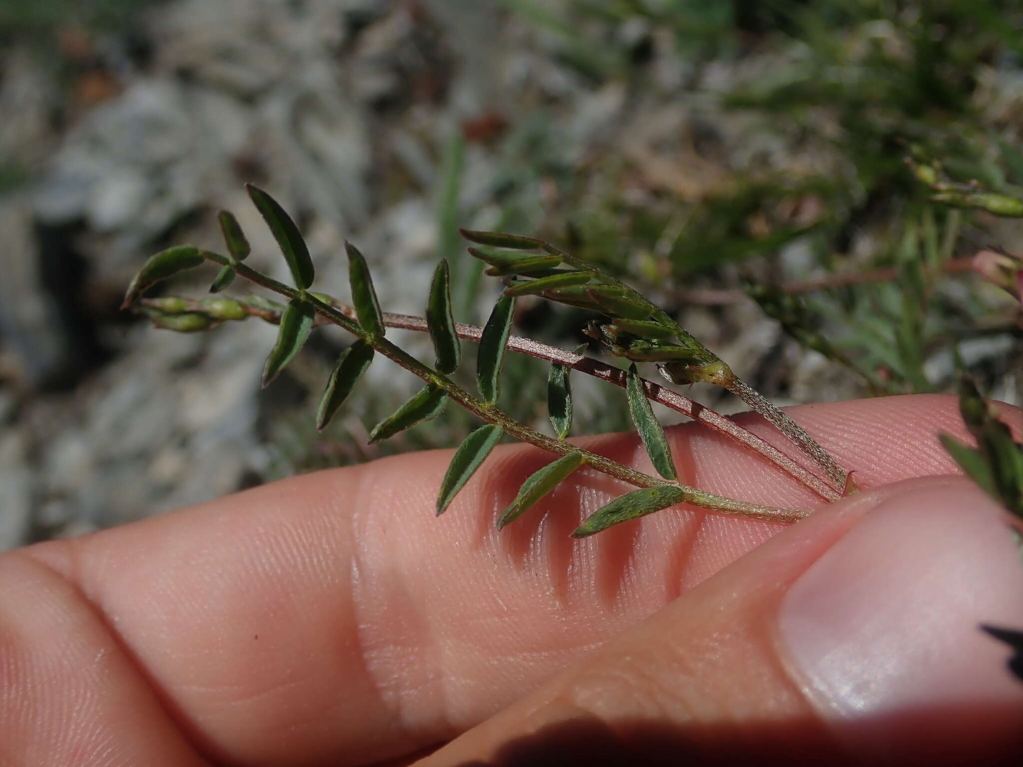 Imagem de Astragalus bourgovii A. Gray