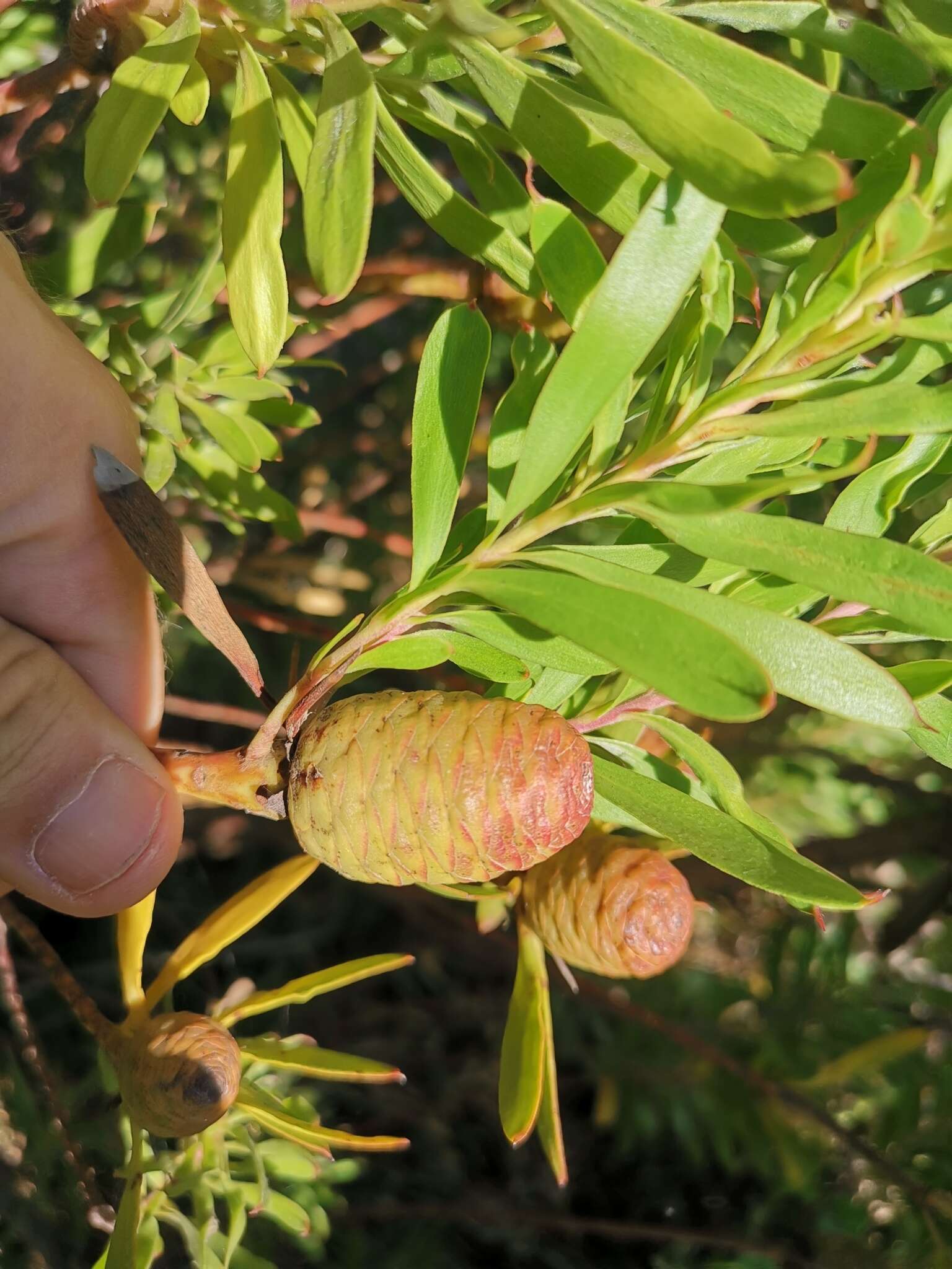 صورة Leucadendron coniferum (Thunb.) Meissn.