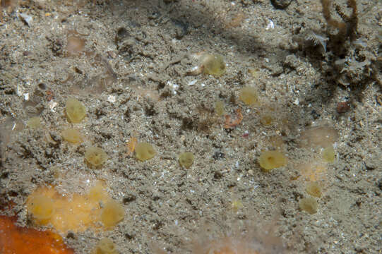 Image of Hymedesmia (Hymedesmia) rathlinia Goodwin & Picton 2009