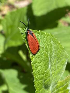 Sivun Ptychoglene erythrophora Felder 1874 kuva