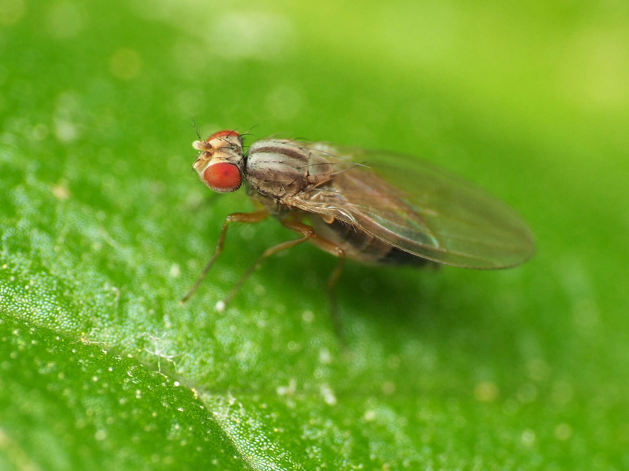 Image of Pomace fly