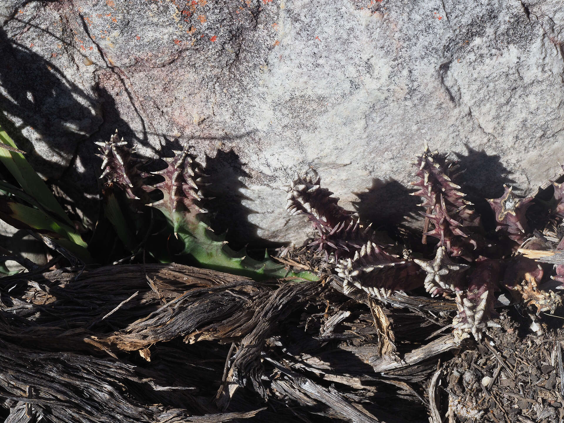 Plancia ëd Ceropegia guttata subsp. reticulata (Masson) Bruyns