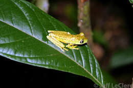 Image of Lemur Leaf Frog