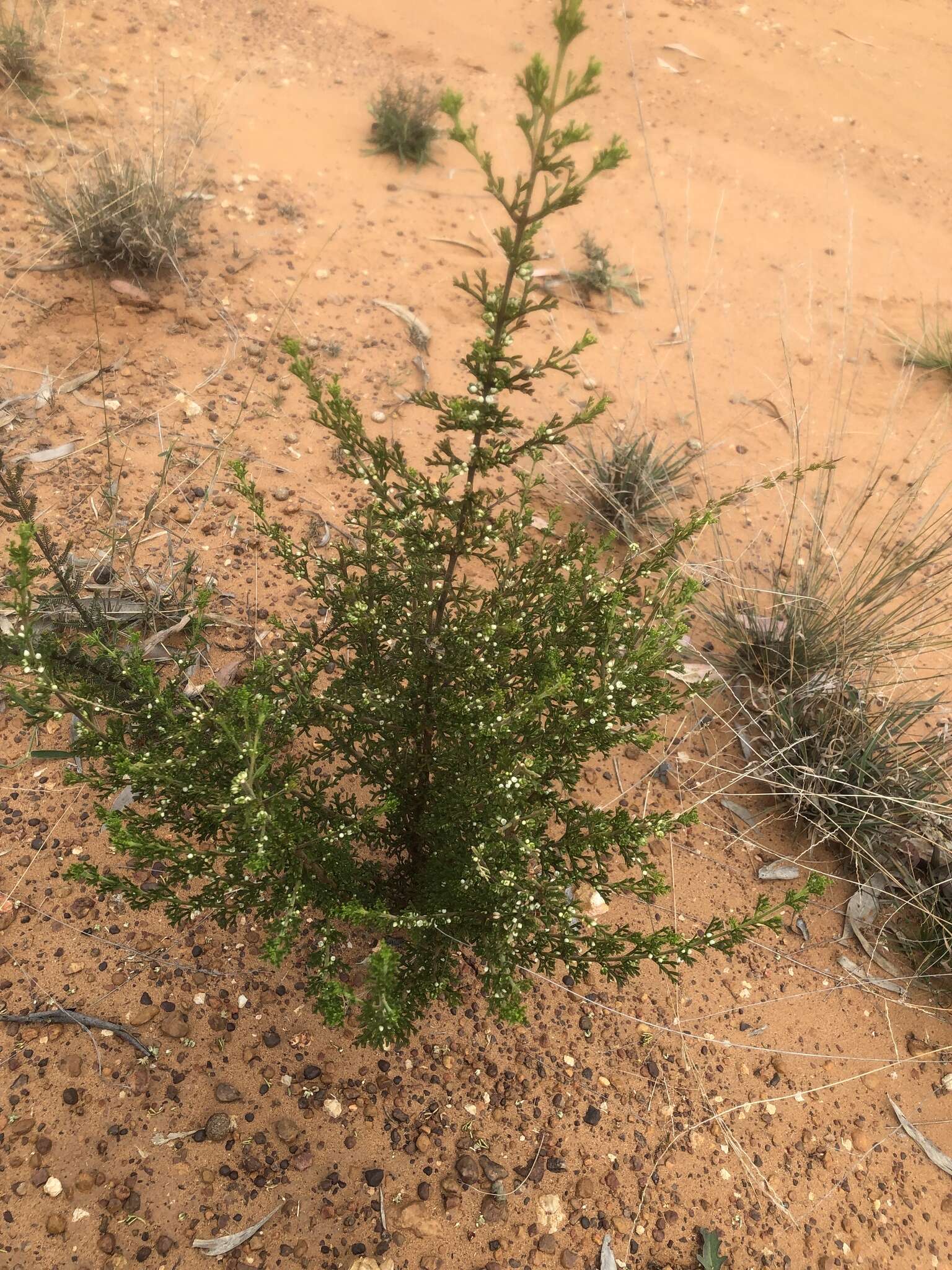 Imagem de Cyanothamnus occidentalis