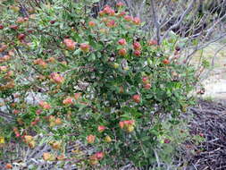 Image of <i>Phylica oleifolia</i>