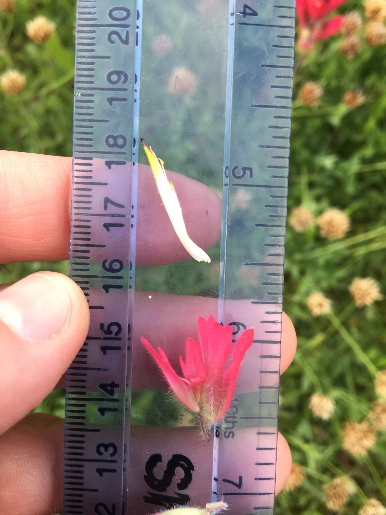 Image of Henry Indian paintbrush