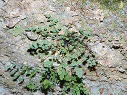 Image of Jones' false cloak fern