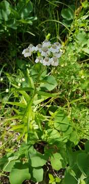 Sivun Achillea biserrata M. Bieb. kuva