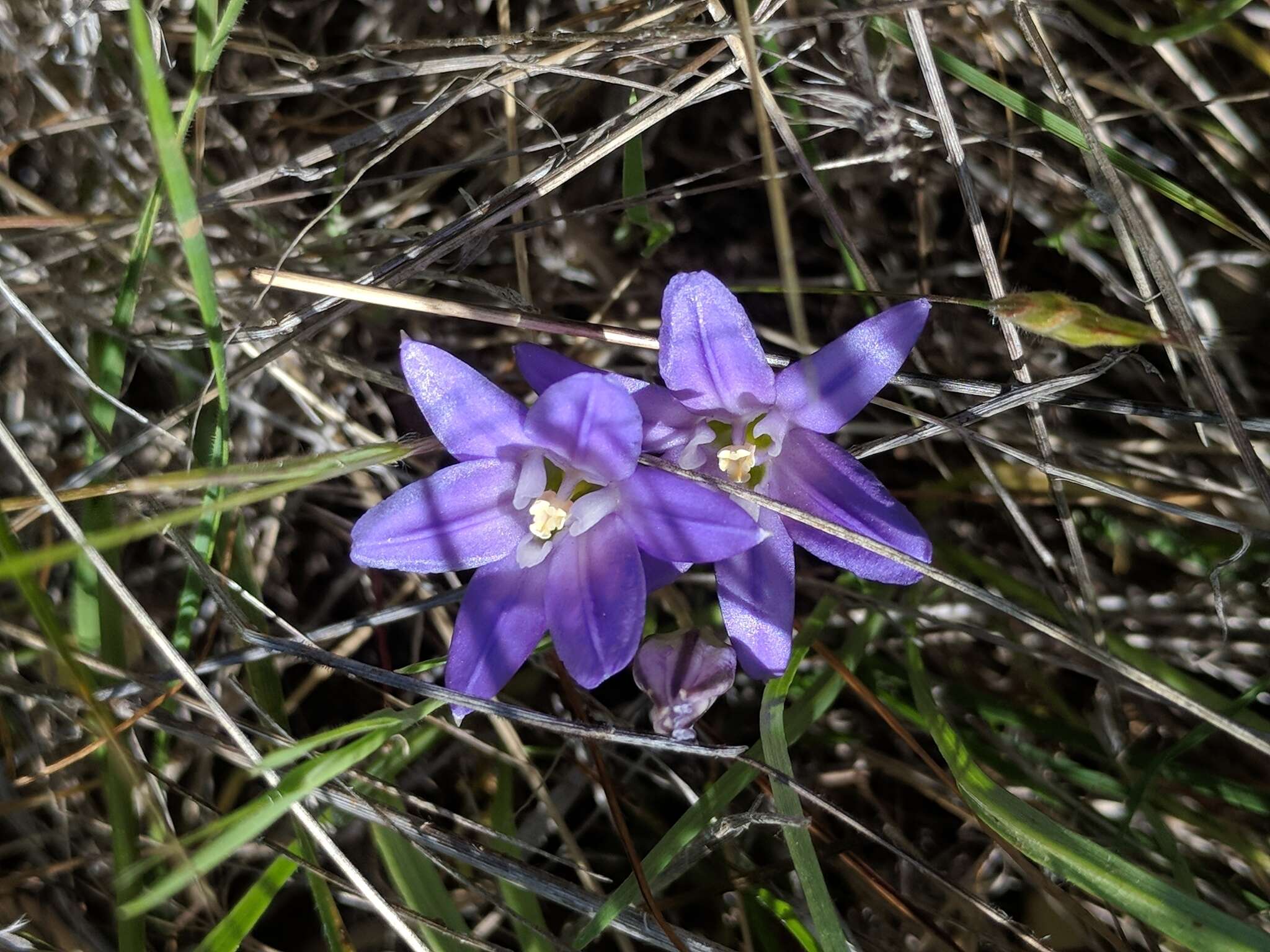 Image of dwarf brodiaea