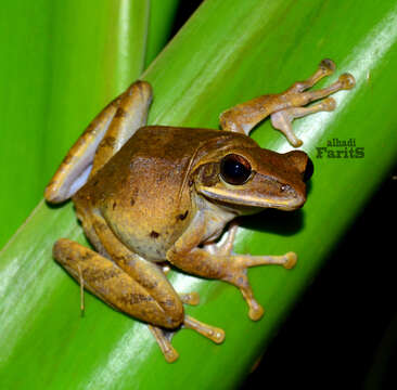 Image of Common Tree Frog