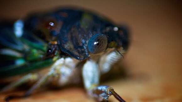 Image of Neotibicen similaris (Smith, J. B. & Grossbeck 1907)