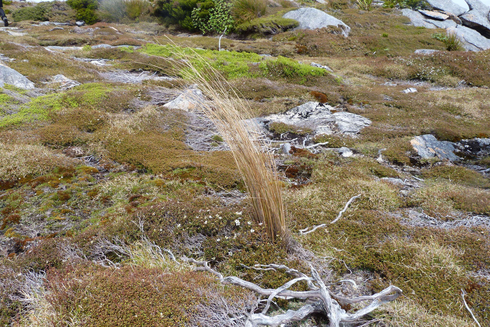 Plancia ëd Chionochloa rubra subsp. cuprea Connor