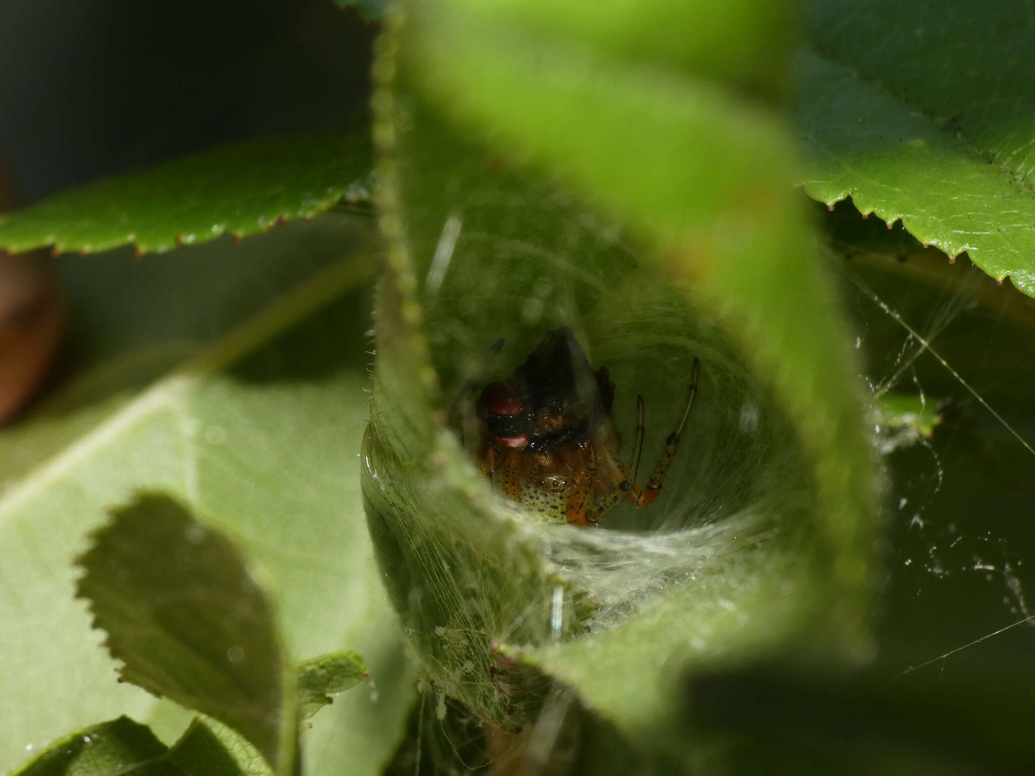 Image of Neoscona rufipalpis (Lucas 1858)