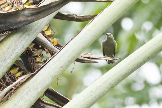 Image of Palm Tanager