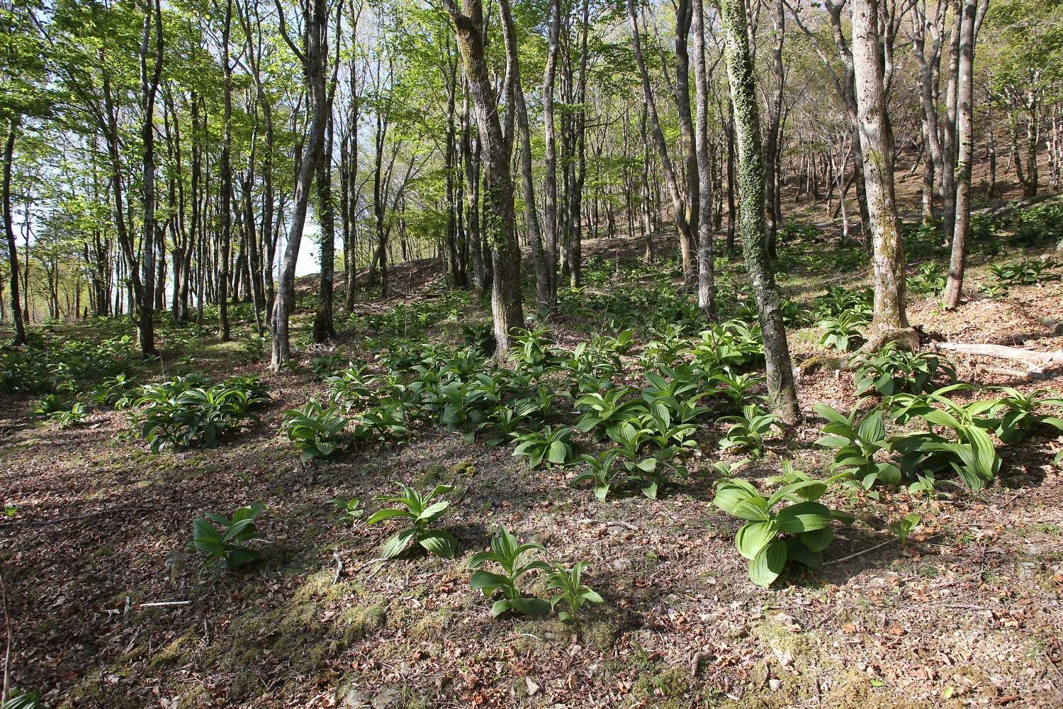 Image of white false hellebore