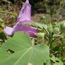 Image of striped rosemallow