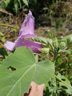 Image of striped rosemallow
