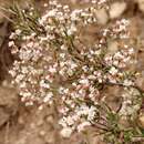 Plancia ëd Eriogonum microtheca var. simpsonii (Benth.) J. L. Reveal