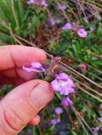 Image of Hemigenia incana (Lindl.) Benth.