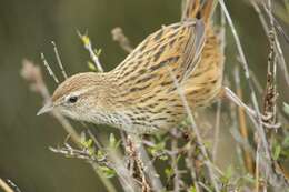 Plancia ëd Poodytes punctatus (Quoy & Gaimard 1832)