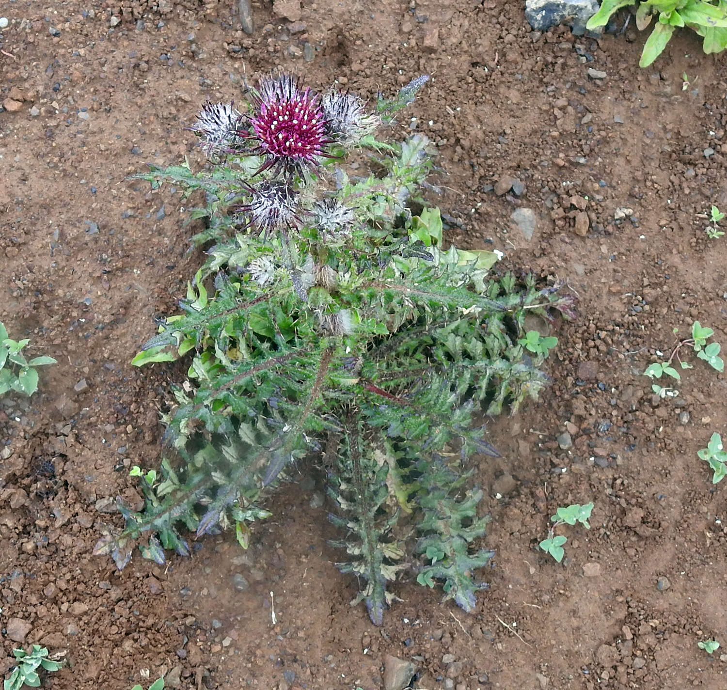 Image of edible thistle