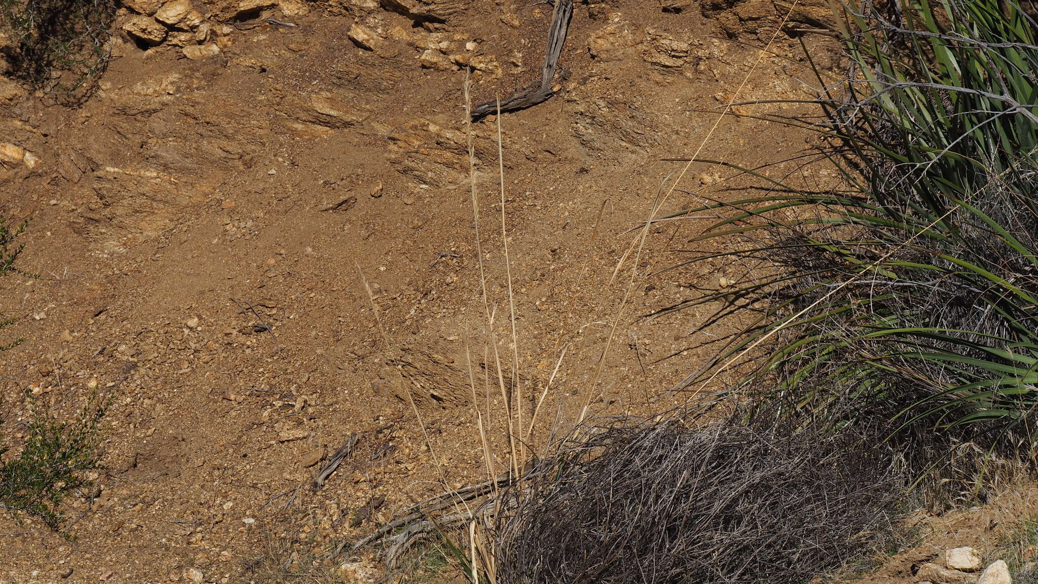 Plancia ëd <i>Eriocoma coronata</i>