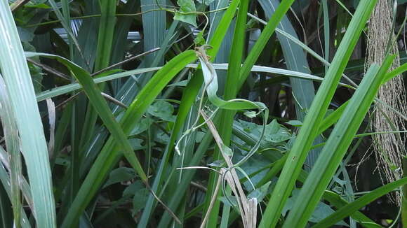 Image of Koshun Grass Lizard