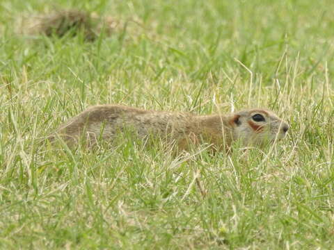 Image of Red-cheeked Ground Squirrel