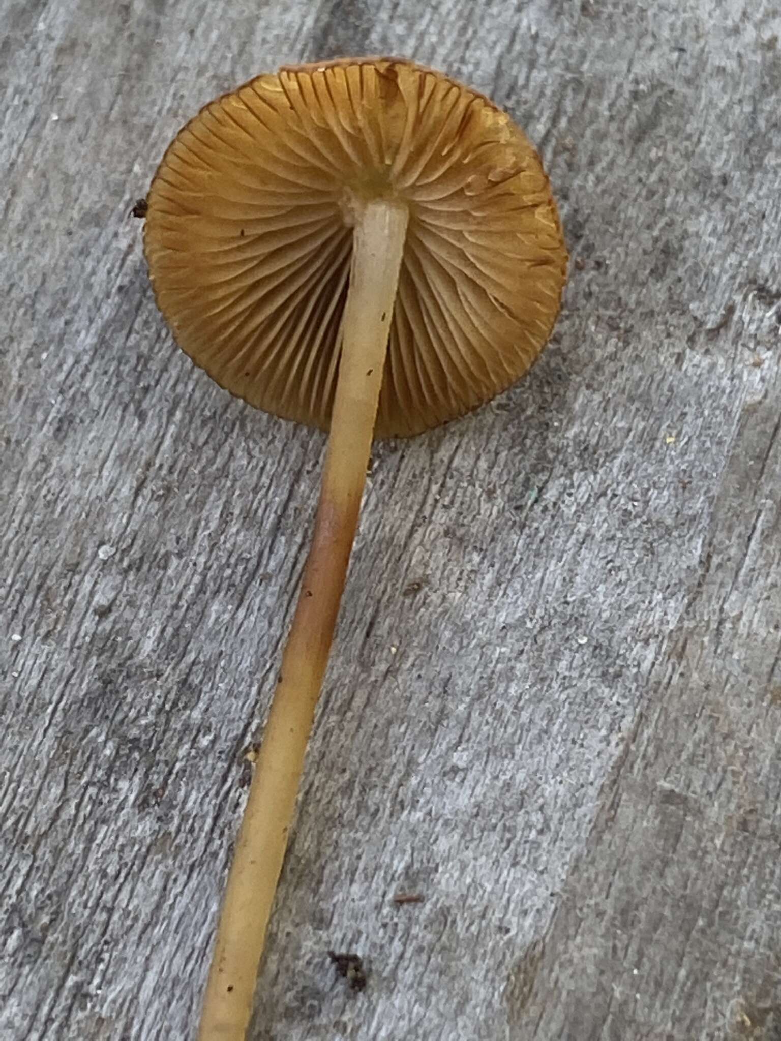 Conocybe aurea (Jul. Schäff.) Hongo 1963 resmi