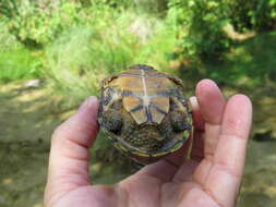 Image of Common Musk Turtle