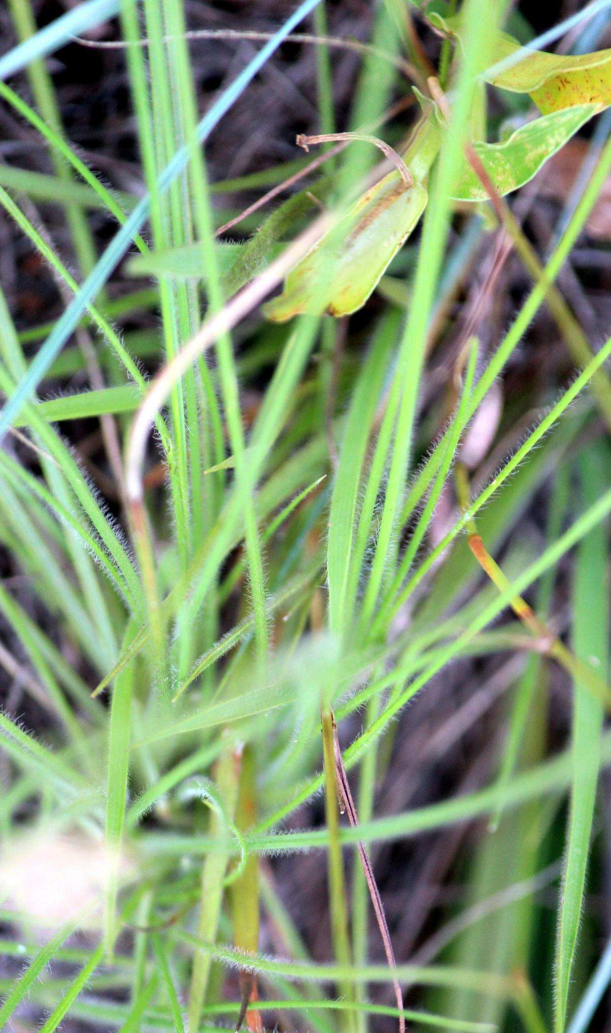 Image of Narrow heart love grass