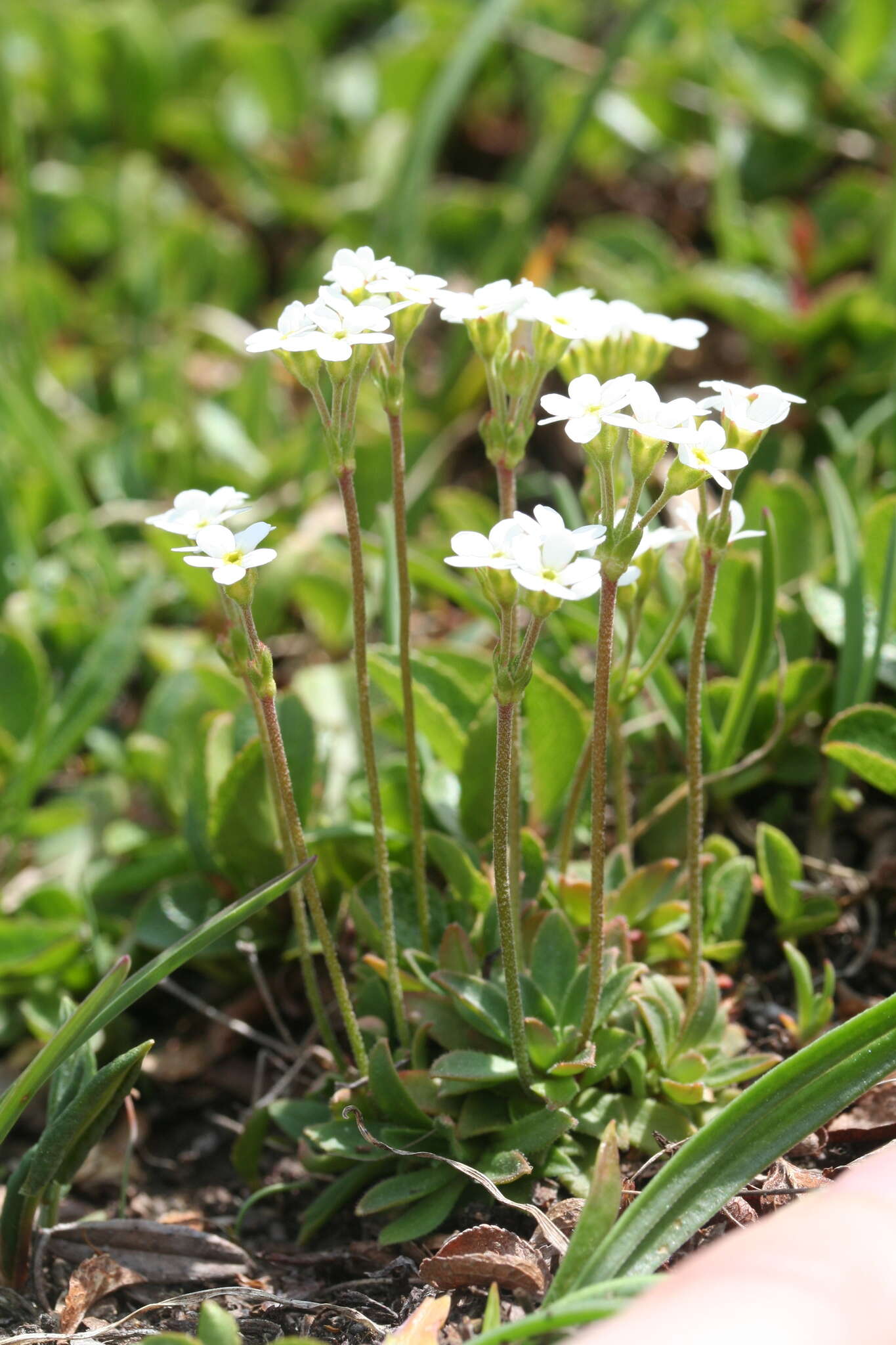 Image of Androsace obtusifolia All.