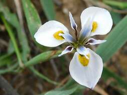 Plancia ëd Moraea fergusoniae L. Bolus