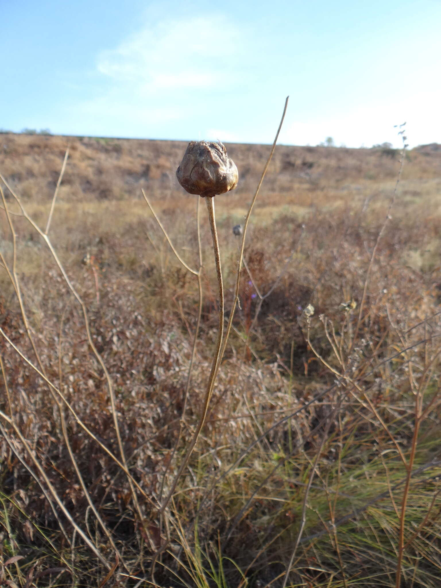 Plancia ëd Rhaponticoides taliewii (Kleopow) M. V. Agab. & Greuter