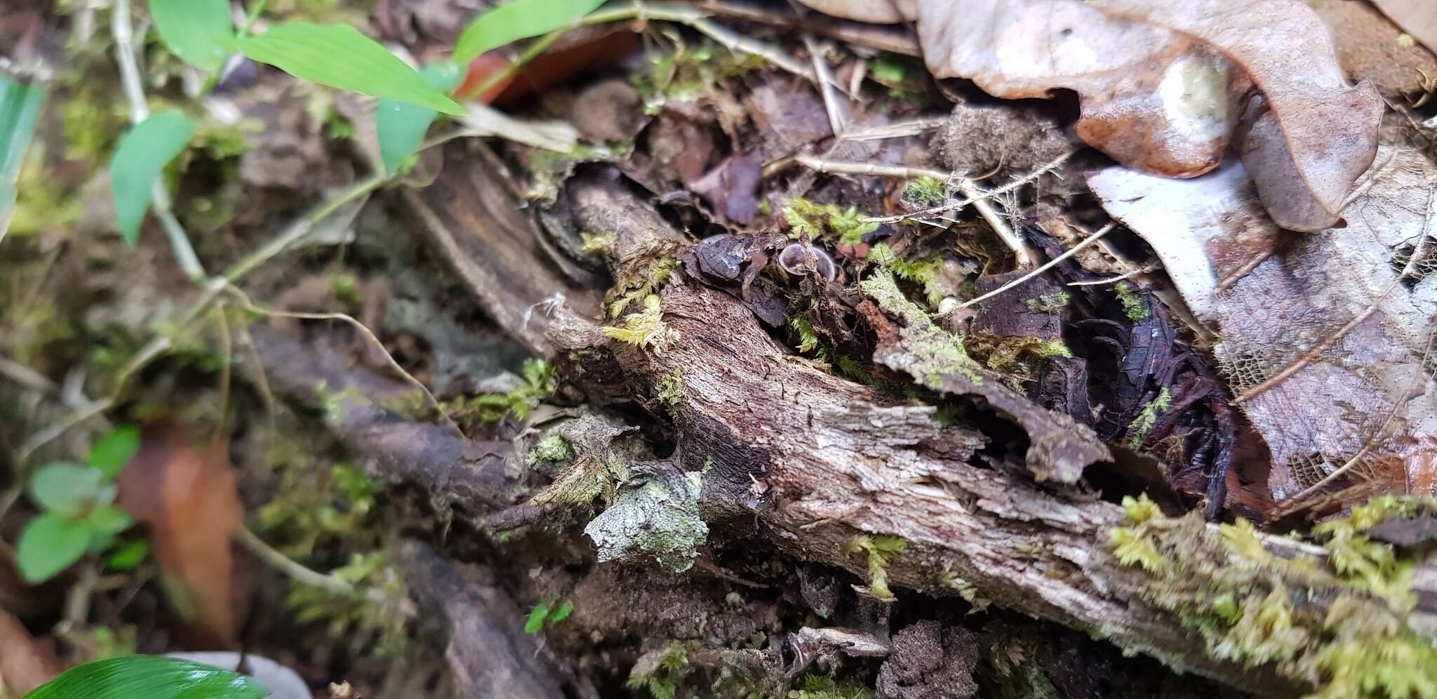 Image of Bornean Chorus Frog