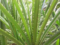 Image of Pandanus odorifer (Forssk.) Kuntze