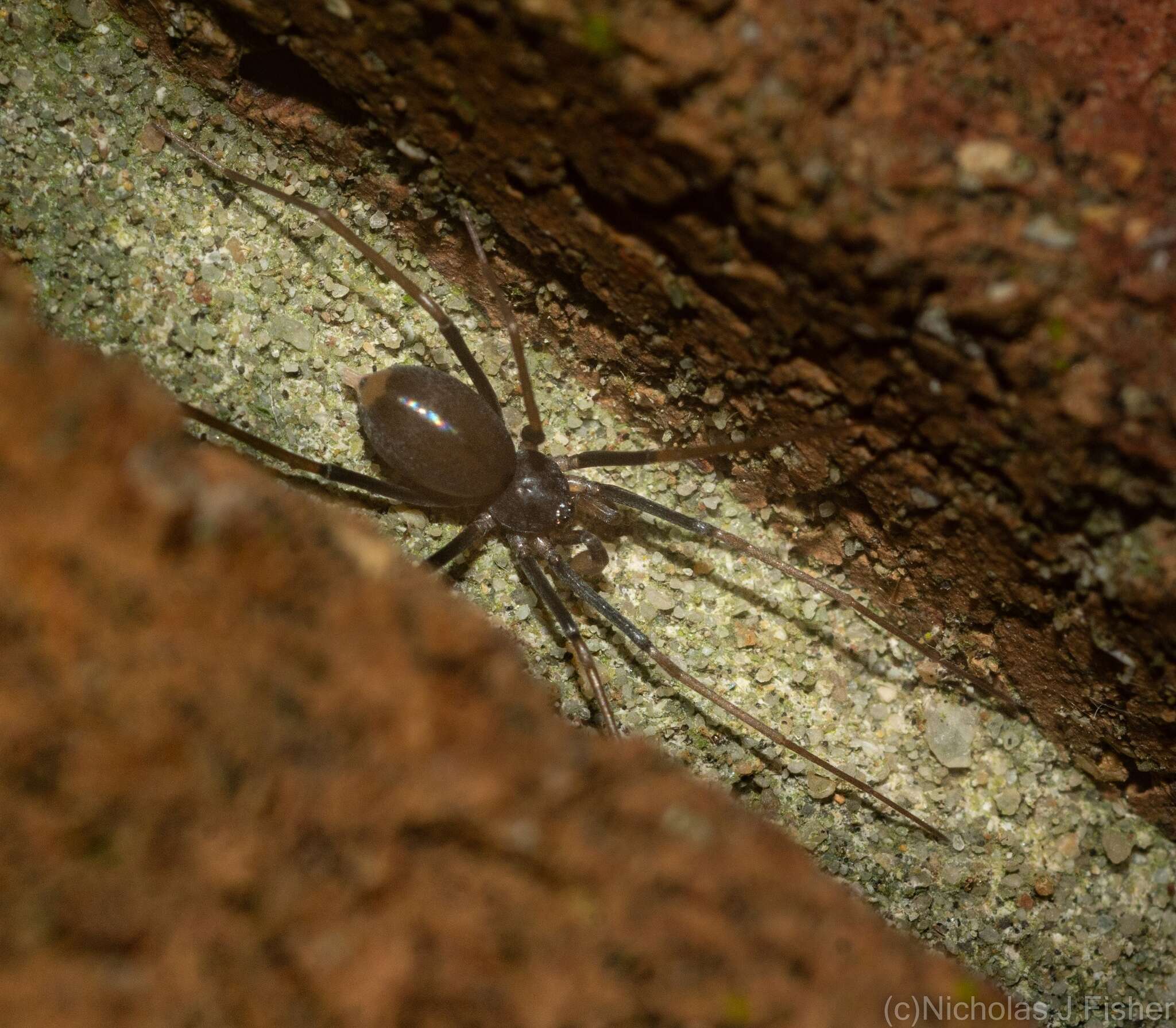 Imagem de Molycria mammosa (O. Pickard-Cambridge 1874)