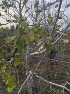 Image of Florida poisontree