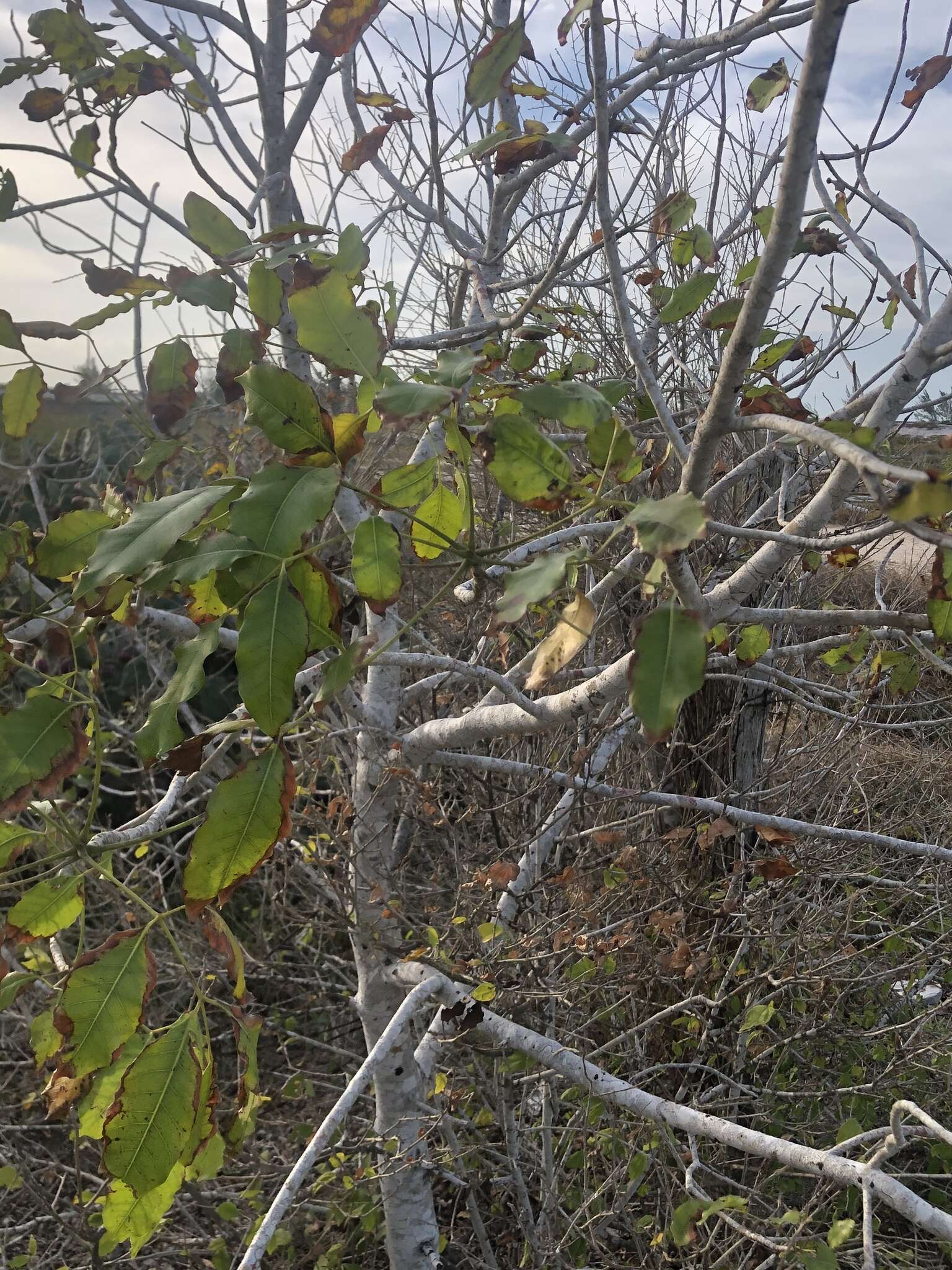 Image of Florida poisontree